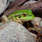 Southern bell frog (Nelson). <a href="https://www.instagram.com/tim.harker.95/">© Tim Harker</a>