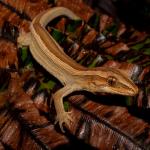 Northern striped gecko. Young female in Blechnum sp. (Coromandel Peninsula). <a href="https://www.instagram.com/tim.harker.95/?hl=en">© Tim Harker</a>