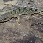 Kaikōura's gecko (Kaikōura). <a href="https://www.instagram.com/tim.harker.nz/">© Tim Harker</a>