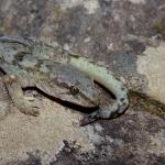 Kaikouras gecko (Kaikoura). <a href="https://www.instagram.com/tim.harker.nz/">© Tim Harker</a>