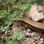 Glossy-brown skink (Wellington). <a href="https://www.instagram.com/joelknightnz/">© Joel Knight</a>