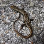 Eastern Grand Skink (Wellington Zoo). <a href="https://www.instagram.com/joelknightnz/">© Joel Knight</a> 