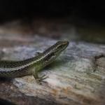 Grand Skink. <a href="https://www.instagram.com/joelknightnz/">© Joel Knight</a> 