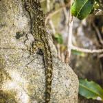 Northern Duvaucel's Gecko (Motuora Island, Hauraki Gulf). <a href="https://www.instagram.com/joelknightnz/?hl=en">© Joel Knight</a>