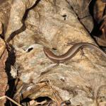 Plague skink / rainbow skink. © Chris Wedding