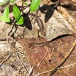 Plague skinks / rainbow skinks. © Chris Wedding