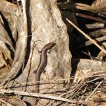 Plague skink / rainbow skink. © Chris Wedding