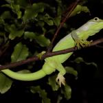 Barking gecko, male in red matipo (Wellington). <a href="https://www.instagram.com/nickharker.nz/">© Nick Harker</a>.