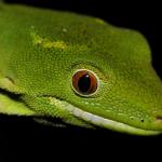 Barking gecko female (Wellington). <a href="https://www.instagram.com/nickharker.nz/">© Nick Harker</a>.