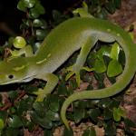 Barking gecko, male on climbing rata (Wellington). <a href="https://www.instagram.com/nickharker.nz/">© Nick Harker</a>.