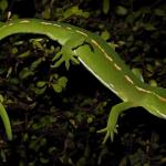 Aupōuri gecko (Aupōuri peninsula, Northland).<a href="https://www.instagram.com/nickharker.nz/">© Nick Harker</a>