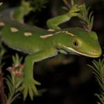 Aupōuri gecko (North Cape, Northland).<a href="https://www.instagram.com/nickharker.nz/">© Nick Harker</a>