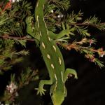 Aupōuri gecko (North Cape, Northland).<a href="https://www.instagram.com/nickharker.nz/">© Nick Harker</a>