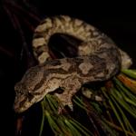 Te Paki gecko (Aupouri Peninsula). <a href="https://www.instagram.com/nickharker.nz/">© Nick Harker</a>