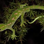 Northland green gecko in Kanuka (Rangaunu Bay, Northland). <a href="https://www.instagram.com/nickharker.nz/">© Nick Harker</a>