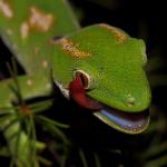 Northland green gecko showing mouth and tongue colouration (Rangaunu Bay, Northland). <a href="https://www.instagram.com/nickharker.nz/">© Nick Harker</a>