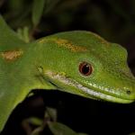 Northland green gecko in mingimingi (Bay of Islands, Northland). <a href="https://www.instagram.com/nickharker.nz/">© Nick Harker</a>