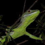 Northland green gecko in mingimingi (Bay of Islands, Northland). <a href="https://www.instagram.com/nickharker.nz/">© Nick Harker</a>