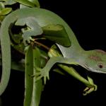 Northland green gecko in Hebe (Bay of Islands, Northland). <a href="https://www.instagram.com/nickharker.nz/">© Nick Harker</a>