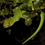 Northland green gecko in Red Matipo (Bay of Islands, Northland). <a href="https://www.instagram.com/nickharker.nz/">© Nick Harker</a>