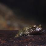 Hochstetter's frog (Bay of Plenty). <a href="https://www.instagram.com/samuelpurdiewildlife/">© Samuel Purdie</a>