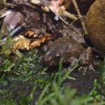 Hochstetter's frog (Bay of Plenty). <a href="https://www.instagram.com/samuelpurdiewildlife/">© Samuel Purdie</a>