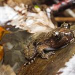 Hochstetter's frog (Bay of Plenty). <a href="https://www.instagram.com/samuelpurdiewildlife/">© Samuel Purdie</a>