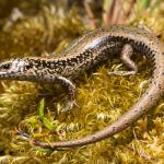 Green skink (Seaward Moss, Southland). <a href="https://www.instagram.com/samuelpurdiewildlife/">© Samuel Purdie</a>