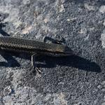 Roamatimati skink (Lake Tekapo, Canterbury). <a href="https://www.instagram.com/benweatherley.nz/?hl=en">© Ben Weatherley</a>