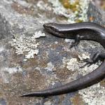 A melanistic Lakes skink (Mackenzie Basin, Canterbury). <a href="https://www.instagram.com/benweatherley.nz/?hl=en">© Ben Weatherley</a>