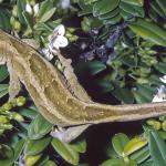 Open Bay Islands gecko (Open Bay Islands). © A H Whitaker