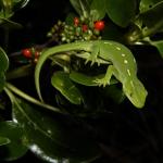 Barking Gecko (Wellington) <a href="https://www.instagram.com/joelknightnz/">© Joel Knight</a>