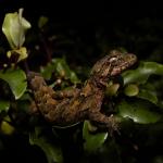 Ngahere gecko (Wellington) <a href="https://www.instagram.com/joelknightnz/">© Joel Knight</a>