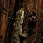 Ngahere gecko (Wellington) <a href="https://www.instagram.com/joelknightnz/">© Joel Knight</a>