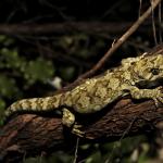 Ngahere gecko (Wellington) <a href="https://www.instagram.com/joelknightnz/">© Joel Knight</a>