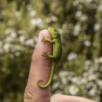 Neonate Marlborough Green Gecko (Marlborough Sounds) <a href="https://www.instagram.com/joelknightnz/">© Joel Knight</a>