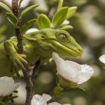 Neonate Marlborough Green Gecko (Marlborough Sounds) <a href="https://www.instagram.com/joelknightnz/">© Joel Knight</a>