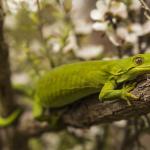 Marlborough Green Gecko (Marlborough Sounds) <a href="https://www.instagram.com/joelknightnz/">© Joel Knight</a>