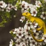 Xanthochromic Marlborough Green Gecko (Marlborough Sounds) <a href="https://www.instagram.com/joelknightnz/">© Joel Knight</a>