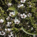 Marlborough Green Gecko (Marlborough Sounds) <a href="https://www.instagram.com/joelknightnz/">© Joel Knight</a>