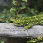 Rough Gecko  <a href="https://www.instagram.com/joelknightnz/">© Joel Knight</a>