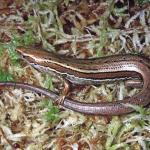 Okuru skink (Okuru, West Coast). © A H Whitaker