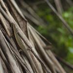 Northern Spotted Skink (Oligosoma kokowai) on Matiu Somes Island, Wellington. <a href="https://www.instagram.com/joelknightnz/">© Joel Knight</a>