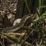 Northern Spotted Skink (Oligosoma kokowai) at Zealandia, Wellington. <a href="https://www.instagram.com/joelknightnz/">© Joel Knight</a>