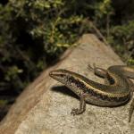 Northern Spotted Skink (Oligosoma kokowai) on Matiu Somes Island, Wellington. <a href="https://www.instagram.com/joelknightnz/">© Joel Knight</a>