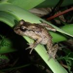 Hamilton's frog (Maud Island). © Chris Wedding