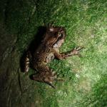 Hamilton's frog (Maud Island). © Chris Wedding