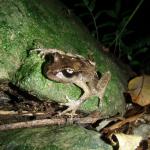 Hamilton's frog (Maud Island). © Chris Wedding