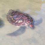 Green turtle resting in an estuary (Rarawa Beach, Northland). © Rigel Cotman