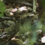 Tuatara (Sphenodon punctatus) at Zealandia, Wellington. <a href="https://www.instagram.com/joelknightnz/">© Joel Knight</a>